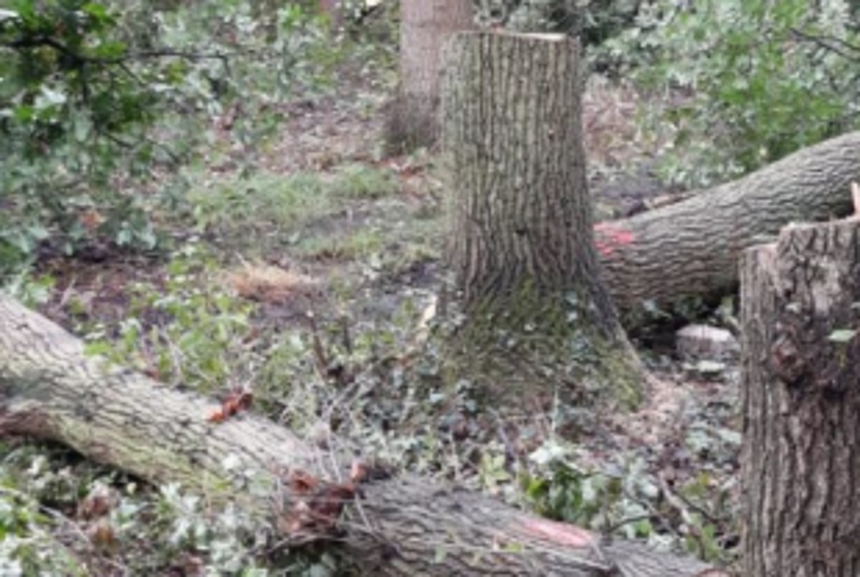 Assagao locals protest felling of trees 1 Assagao locals protest felling of trees