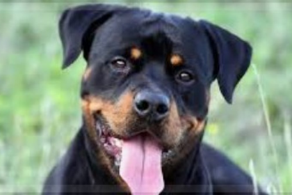 Assagao man claims he was attacked twice by same Rottweiler