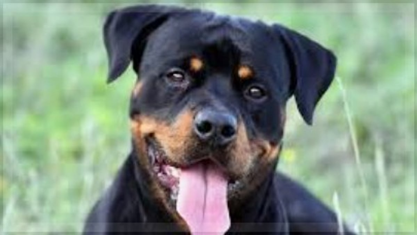 Assagao man claims he was attacked twice by same Rottweiler