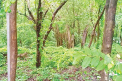 Assagao tree lovers hold protest  to save 200-year-old Banyan tree
