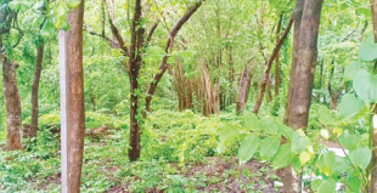 Assagao tree lovers hold protest  to save 200-year-old Banyan tree