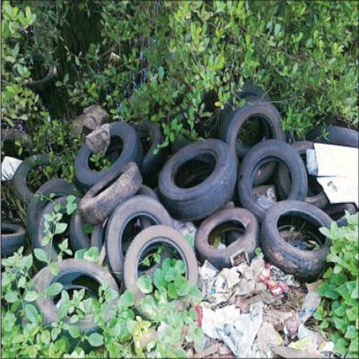 At a time when the Directorate of Health Services is looking at containing vector-borne diseases like chikungunya and dengue, these discarded tyres dumped by the roadside, close to the KTC Circle in Panjim, could be possible breeding sites for mosquitoes