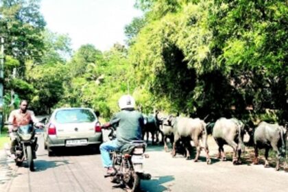 At gram sabha, Sarzora locals demand cattle pound in wake of road accidents caused by strays