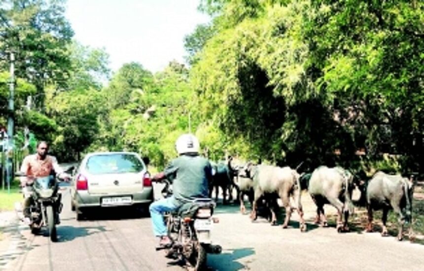 At gram sabha, Sarzora locals demand cattle pound in wake of road accidents caused by strays