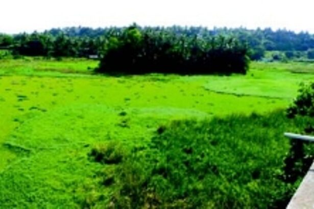 At public hearing, 58 citizens weigh in on wetland tag for Maimollem Lake