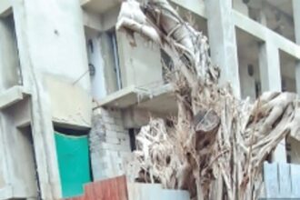 Attempts on to destroy replanted banyan tree at Baga, says CCF