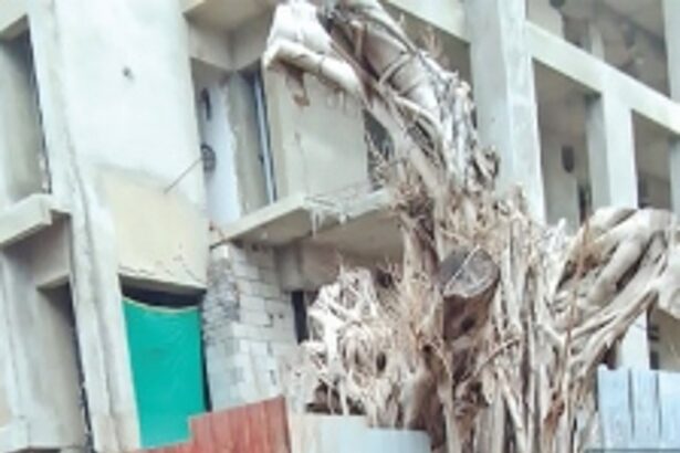 Attempts on to destroy replanted banyan tree at Baga, says CCF