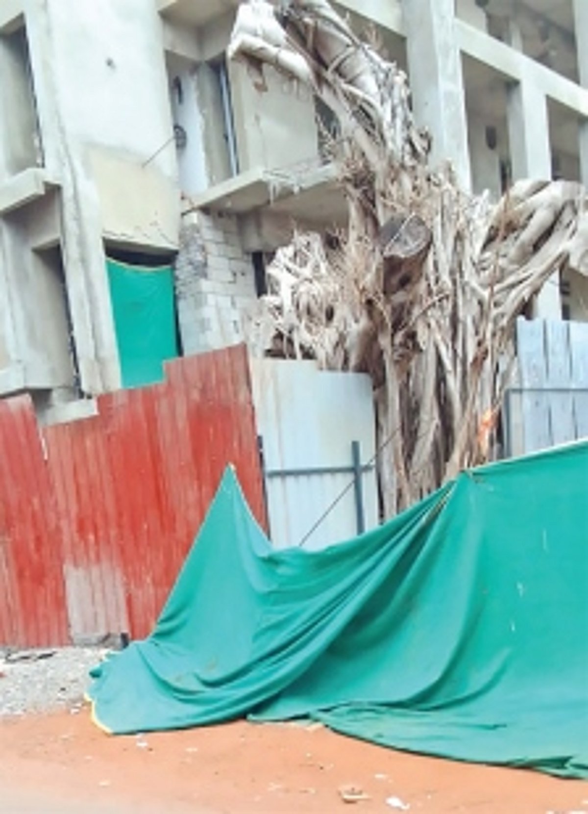Attempts on to destroy replanted banyan tree at Baga, says CCF