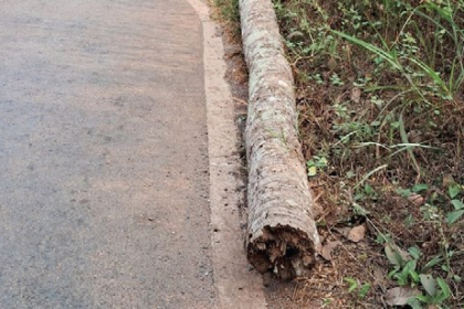 Authorities Act Promptly to Remove Dangerous Dead Coconut Tree in Sangolda