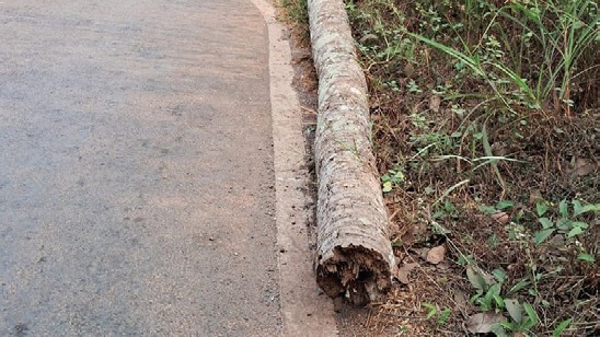 Authorities Act Promptly to Remove Dangerous Dead Coconut Tree in Sangolda 1 Authorities Act Promptly to Remove Dangerous Dead Coconut Tree in Sangolda