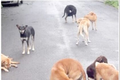 Authorities caught napping?