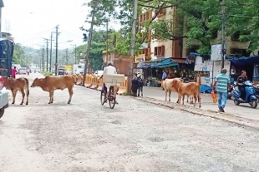 Authorities in Mormugao lacking mechanism to tackle stray cattle menace