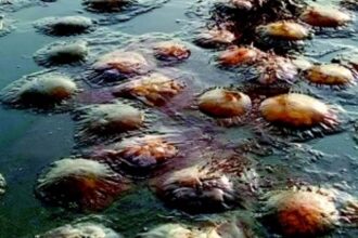 Authorities inspect Colva, Sernabatim beaches to tackle illegal bore wells, septic tanks in NDZ