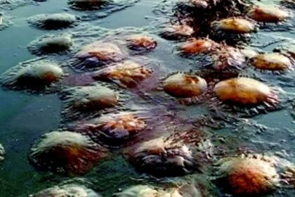 Authorities inspect Colva, Sernabatim beaches to tackle illegal bore wells, septic tanks in NDZ