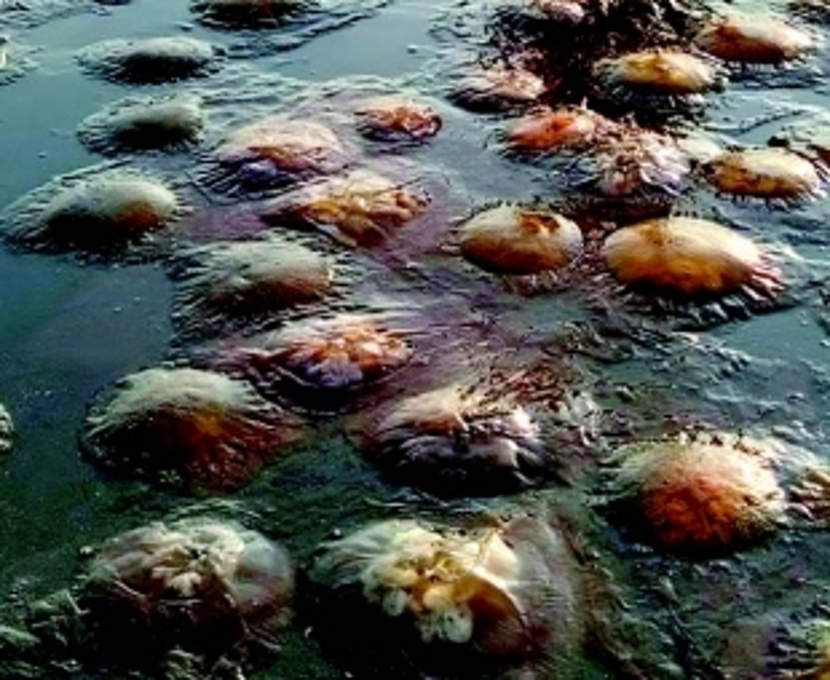 Authorities inspect Colva, Sernabatim beaches to tackle illegal bore wells, septic tanks in NDZ