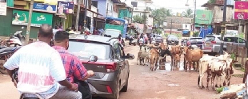 Authorities turn blind eye to cattle at Arambol 1 Authorities turn blind eye to cattle at Arambol