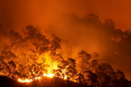 Authorities were warned in 2020 about possible forest fires due to climate change