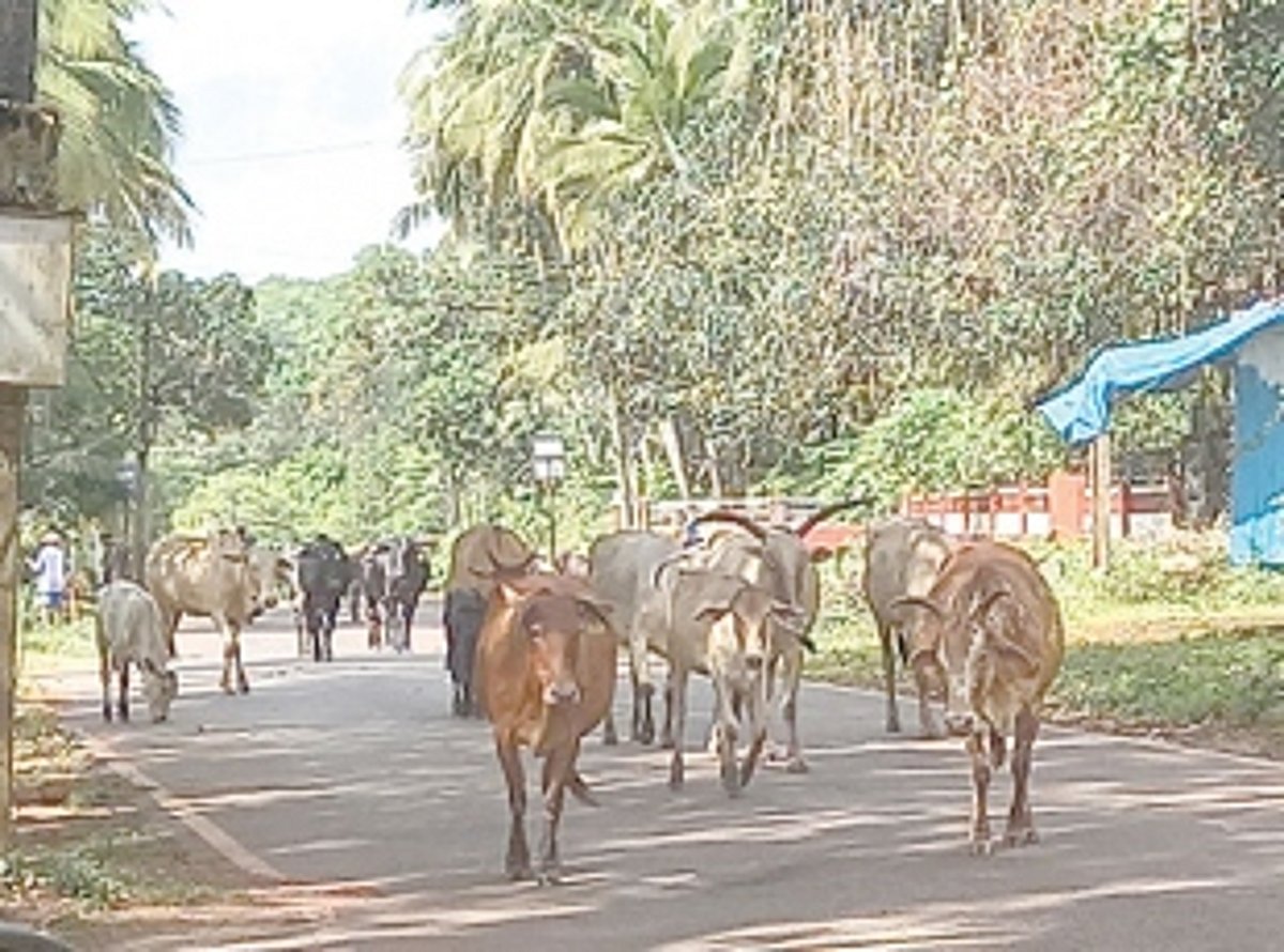 Avoid inconvenience to public on roads