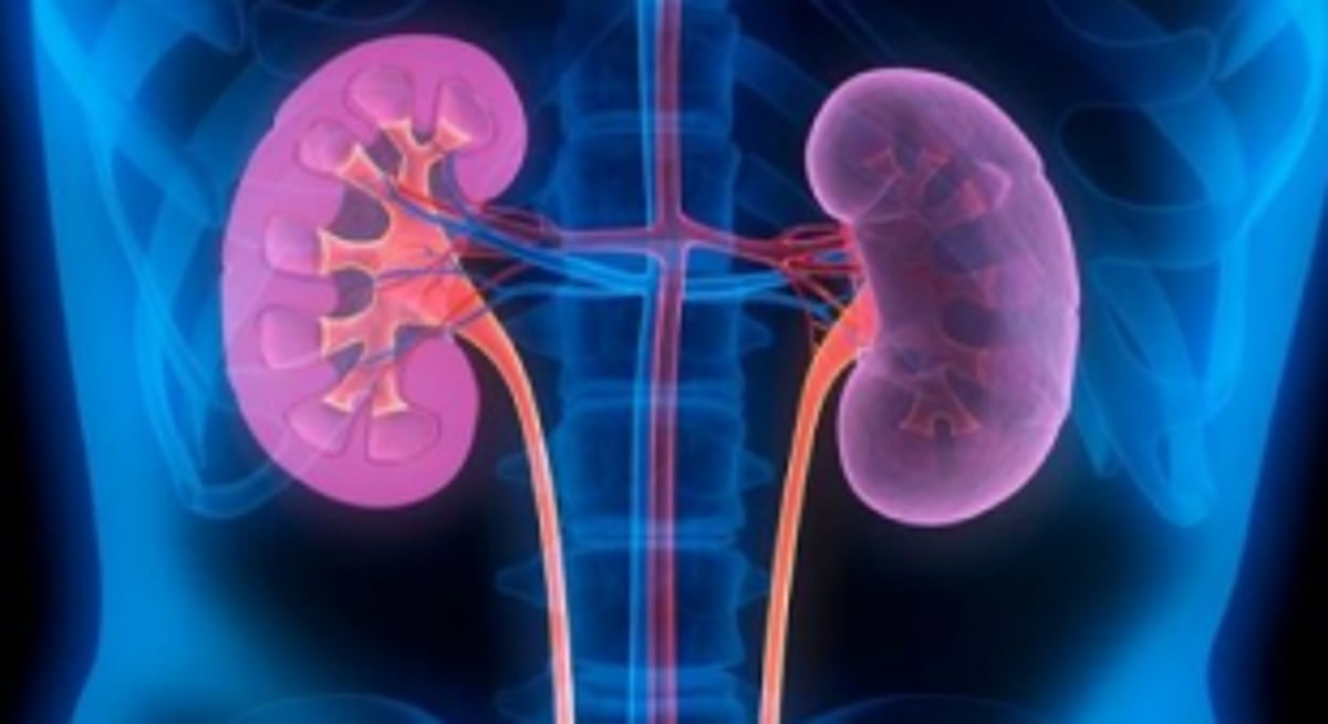 Awareness created on kidney treatment and transplant option