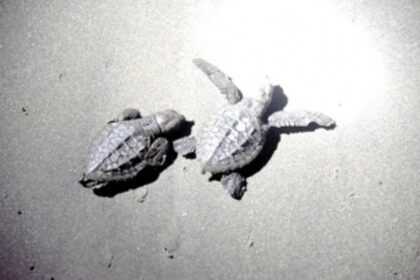 Awareness programme on turtle protection organised