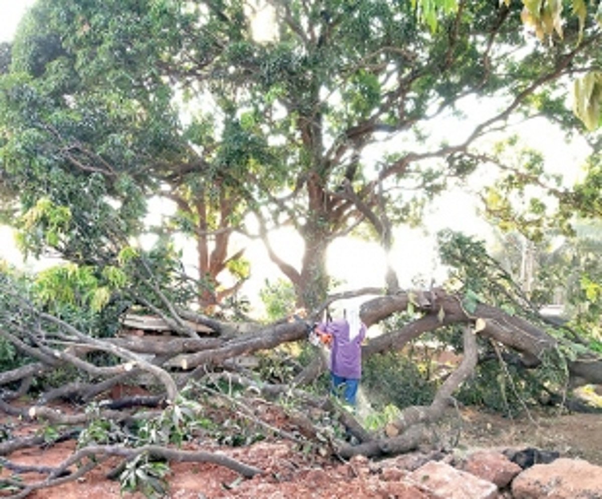 Axe falls on  200-year-old  mango trees  at Colvale