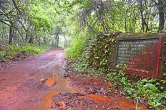 Axe swings towards Mollem forest again