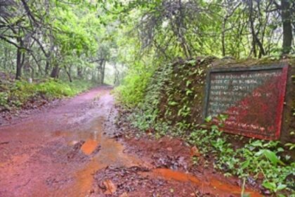 Axe swings towards Mollem forest again