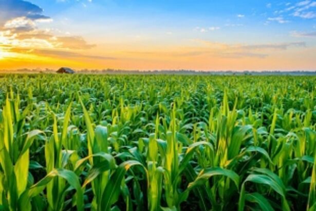 BACK TO THE FIELDS: Navelim farmers to plough their lives and farms back from destruction