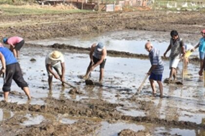 BACK to the ROOTS: BLESSINGS in DISGUISE for agricultural sector