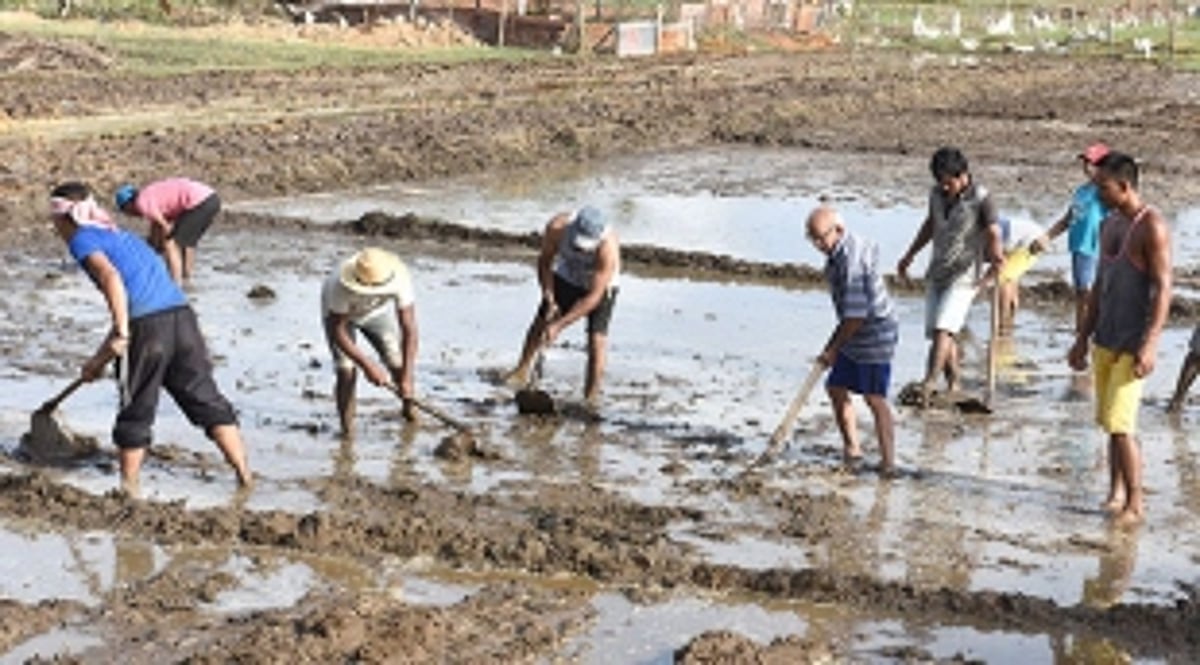 BACK to the ROOTS: BLESSINGS in DISGUISE for agricultural sector