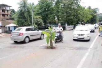 BANANaS OVER POTHOLES: SAPLING PHOTOS GO VIRAL