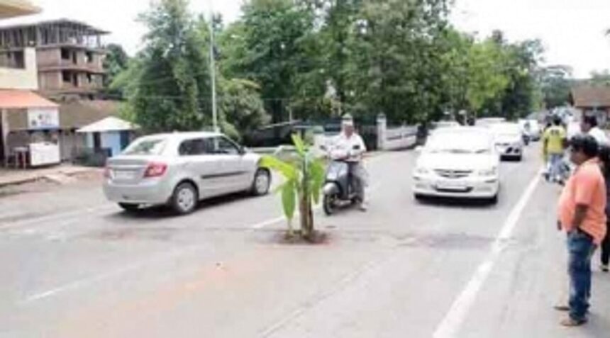 BANANaS OVER POTHOLES: SAPLING PHOTOS GO VIRAL 1 BANANaS OVER POTHOLES: SAPLING PHOTOS GO VIRAL