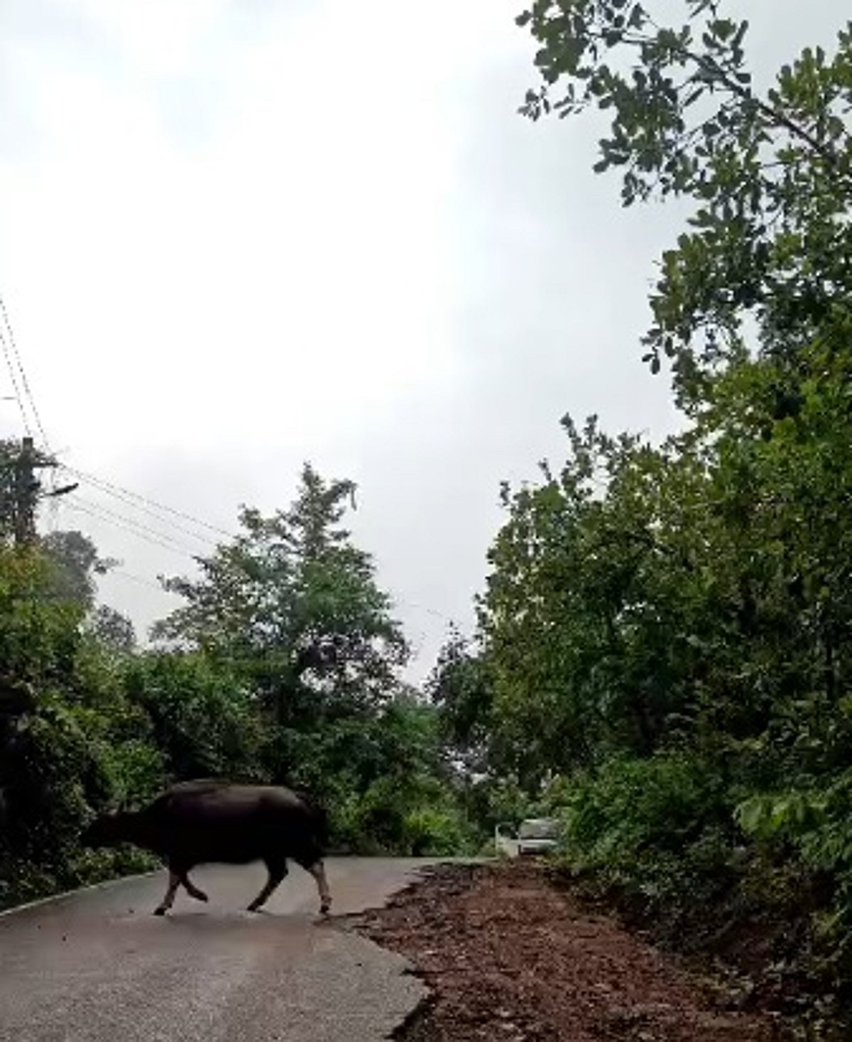 BEWARE BISON CROSSING –bisons pose threat to commuters at Dabos wada, Valpoi