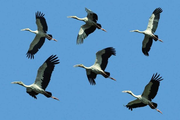 BIRDS OF A FEATHER, FLY TOGETHER: Migratory White Storks enjoy a Sunday afternoon flight near Nuvem bypass. White Stork is Lithuania's national bird.