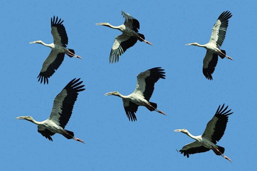 BIRDS OF A FEATHER, FLY TOGETHER: Migratory White Storks enjoy a Sunday afternoon flight near Nuvem bypass. White Stork is Lithuania's national bird.