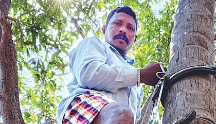 Babani Redkar: The Traditional Coconut Plucker Keeping Aldona’s Farming Heritage Alive