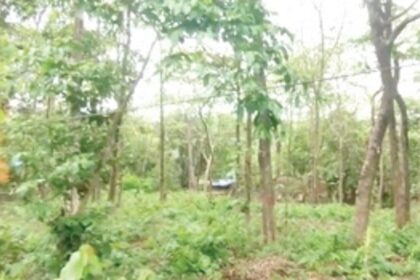 Bairo Alto locals disturbed with decision to axe 70 fruit bearing trees