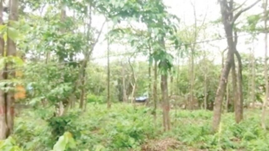 Bairo Alto locals disturbed with decision to axe 70 fruit bearing trees