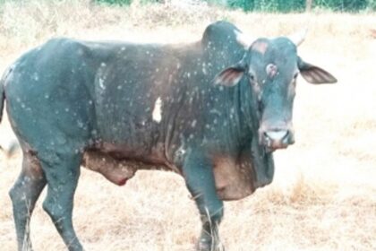 Ban imposed on import of cattle into South Goa to prevent spread of Lumpy Skin Disease