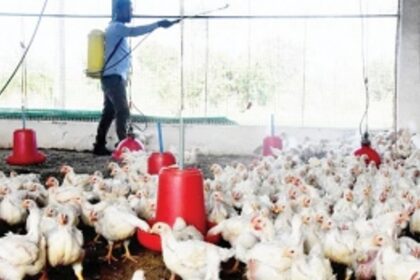 Ban on entry of poultry  worries traders, tourism stakeholders