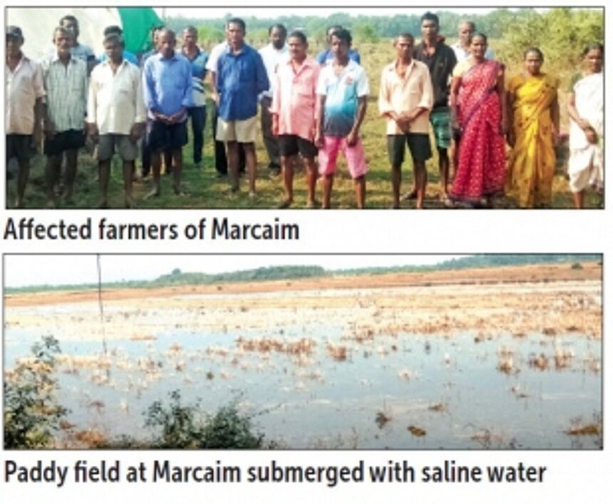Bandhara breach leaves 500 Marcaim farmers in distress