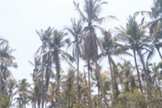 Bandora farmers devastated as ingress of seawater destroys hundreds of trees