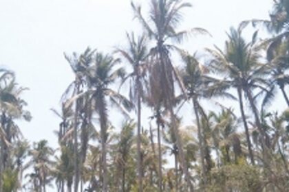 Bandora farmers devastated as ingress of seawater destroys hundreds of trees