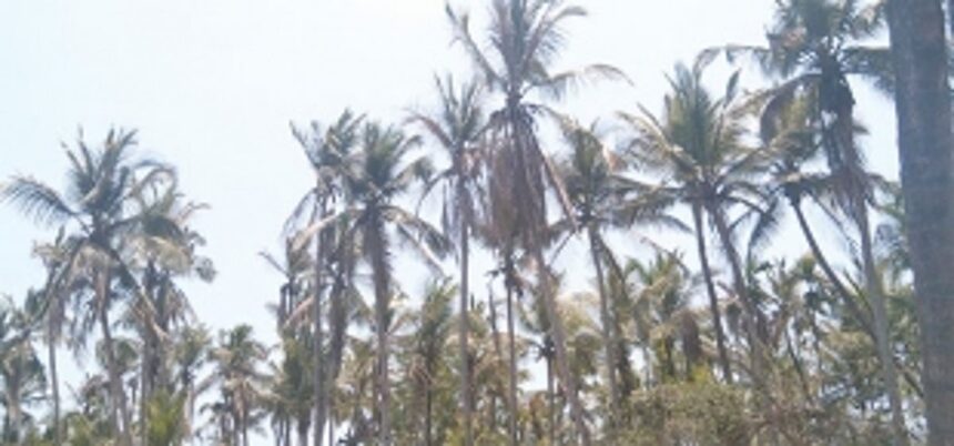 Bandora farmers devastated as ingress of seawater destroys hundreds of trees
