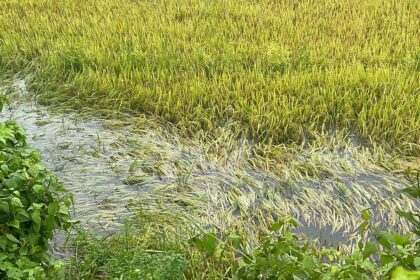 Bansai Farmers Suffer Major Crop Loss as Heavy Rains and Lake Release Flood Paddy Fields in Curchorem