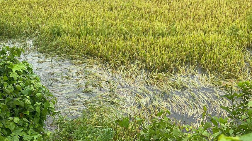 Bansai Farmers Suffer Major Crop Loss as Heavy Rains and Lake Release Flood Paddy Fields in Curchorem 1 Bansai Farmers Suffer Major Crop Loss as Heavy Rains and Lake Release Flood Paddy Fields in Curchorem