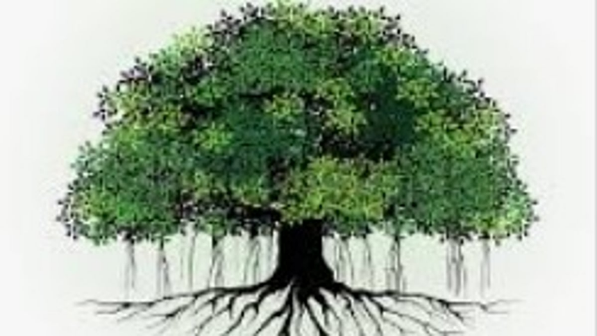 Banyan Tree in Porvorim Damaged Allegedly by Elevated Corridor Contractor Despite Court Stay