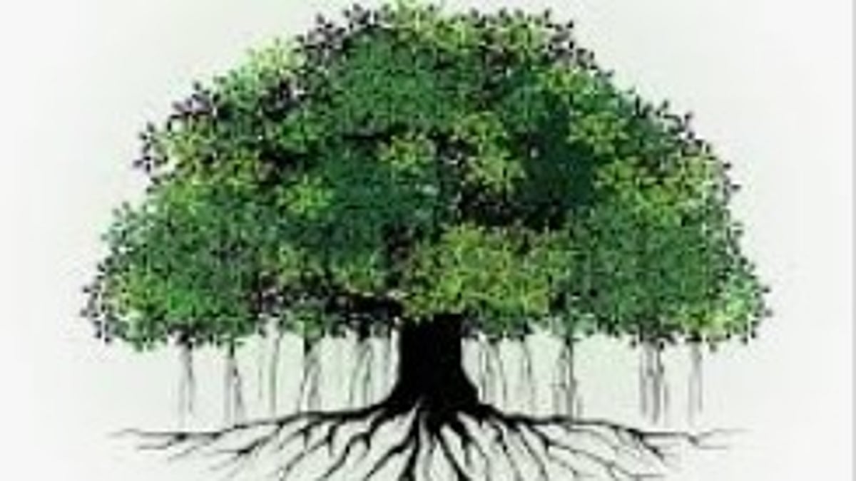 Banyan Tree in Porvorim Damaged Allegedly by Elevated Corridor Contractor Despite Court Stay