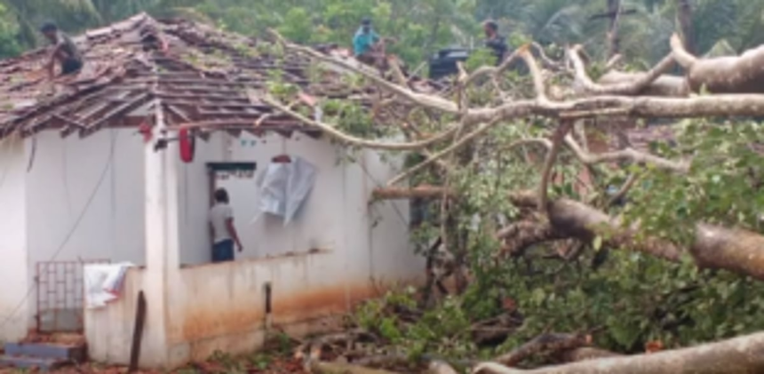 Banyan tree collapses on house, family unhurt 1 Banyan tree collapses on house, family unhurt