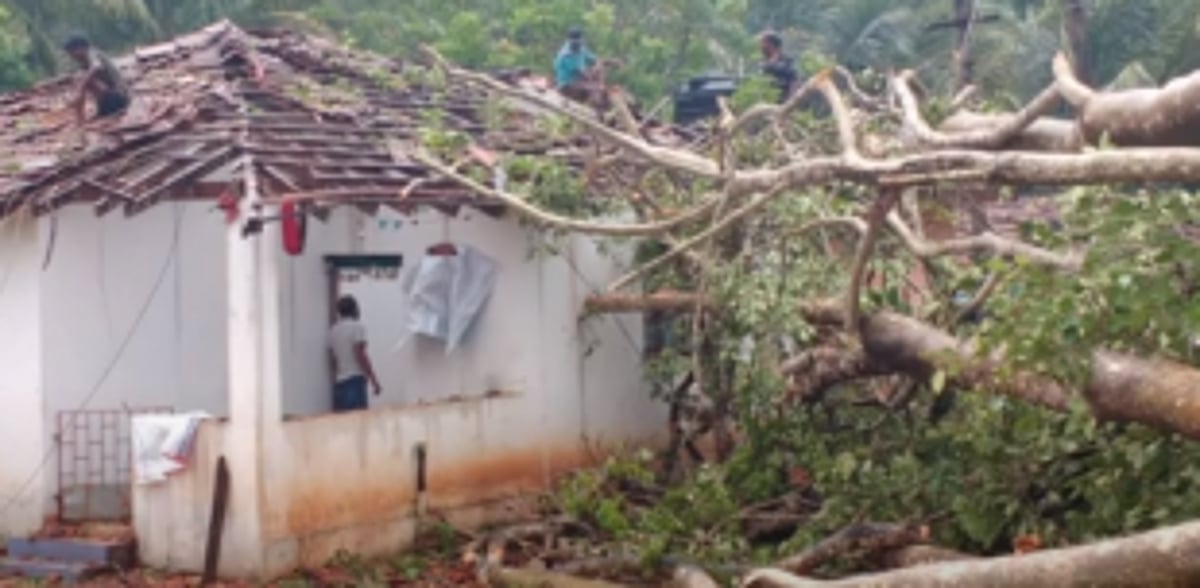 Banyan tree collapses  on house, family unhurt